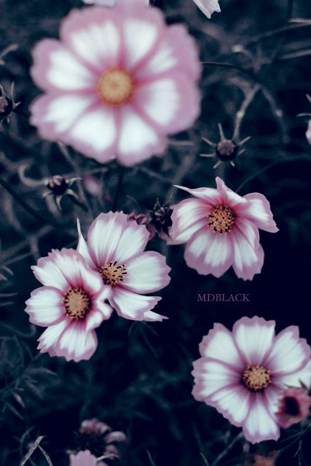 ポエム 高画質 のtwitterイラスト検索結果 古い順