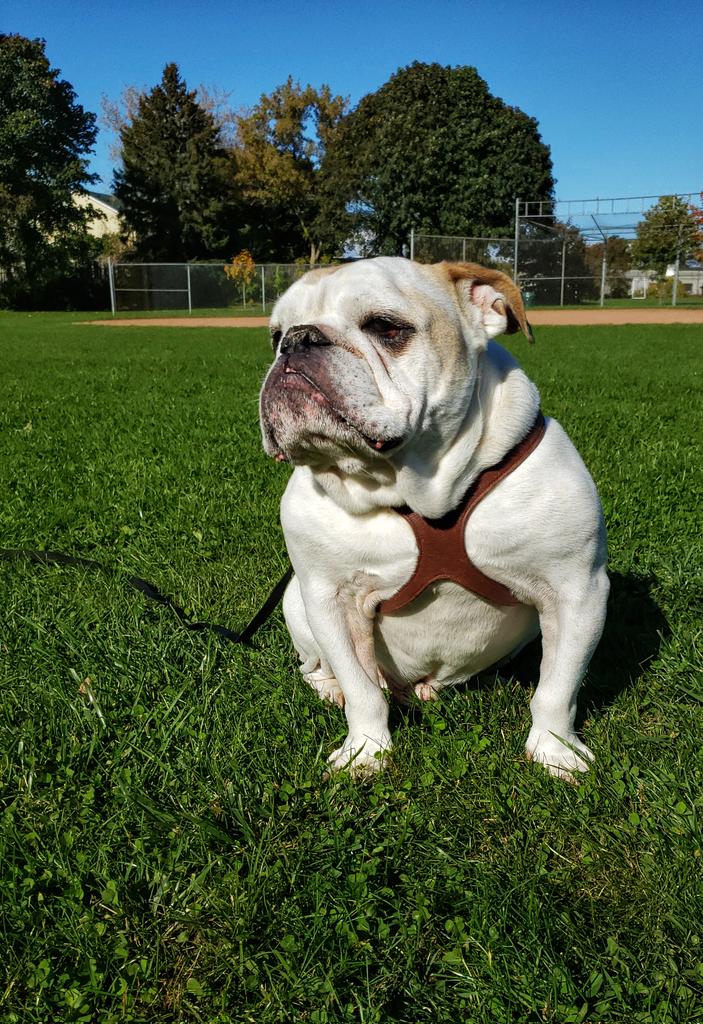 Gravy is ready to play ball on this #woofwoofWednesday !
⚾️🧢🐾❤🐶🐕
#wavygravy #putmeincoach #mushyface #bulldogs #walkinthedoginwhitby #walkinthedog