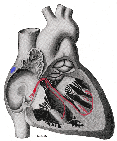 StoriaMedicina's tweet photo. #OTD in 1934, the swiss anatomist Wilhelm His Jr. died at the age of 70. In 1893, His discovered the "bundle of His", the collection of specialized cardiac muscle cells in the #heart that transmits electrical impulses and helps synchronize contraction of the cardiac muscles. https://t.co/r7LC33jKMR
