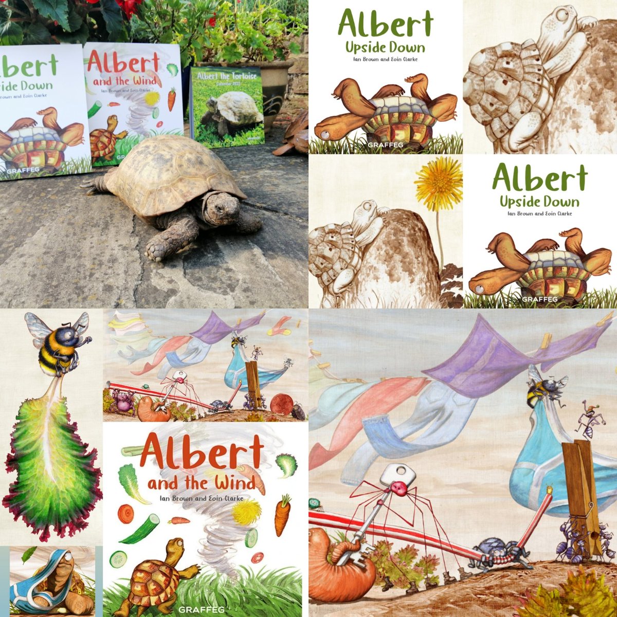 AlbertTortoise's tweet photo. Hello @DannyBMiller Congratulations on Albert! Top name. I might have a perfect ALBERT gift idea. #AlbertTheTortoise #picturebooks ALBERT UPSIDE DOWN and ALBERT AND THE WIND based on real #tortoise ME. More at https://t.co/ifzLh573KF
#emmerdale @emmerdale #turtle #childrensbooks https://t.co/lx5sPyVhDe