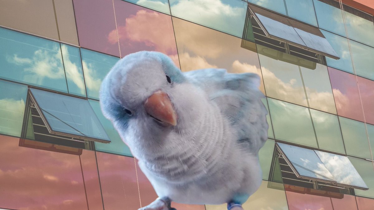 SOScotorras's tweet photo. Matarlas no solo las perjudica a ellas, además es un atentado contra la Naturaleza y normalizan, legitiman políticas tóxicas que nos afectan a todos, y que como sociedad supone un doloroso retroceso. ¿Hasta cuándo? #STOPExterminio #GestiónÉticaYA  📷 OZMedia y sky.hali, adaptado https://t.co/kiRjn7MRj8
