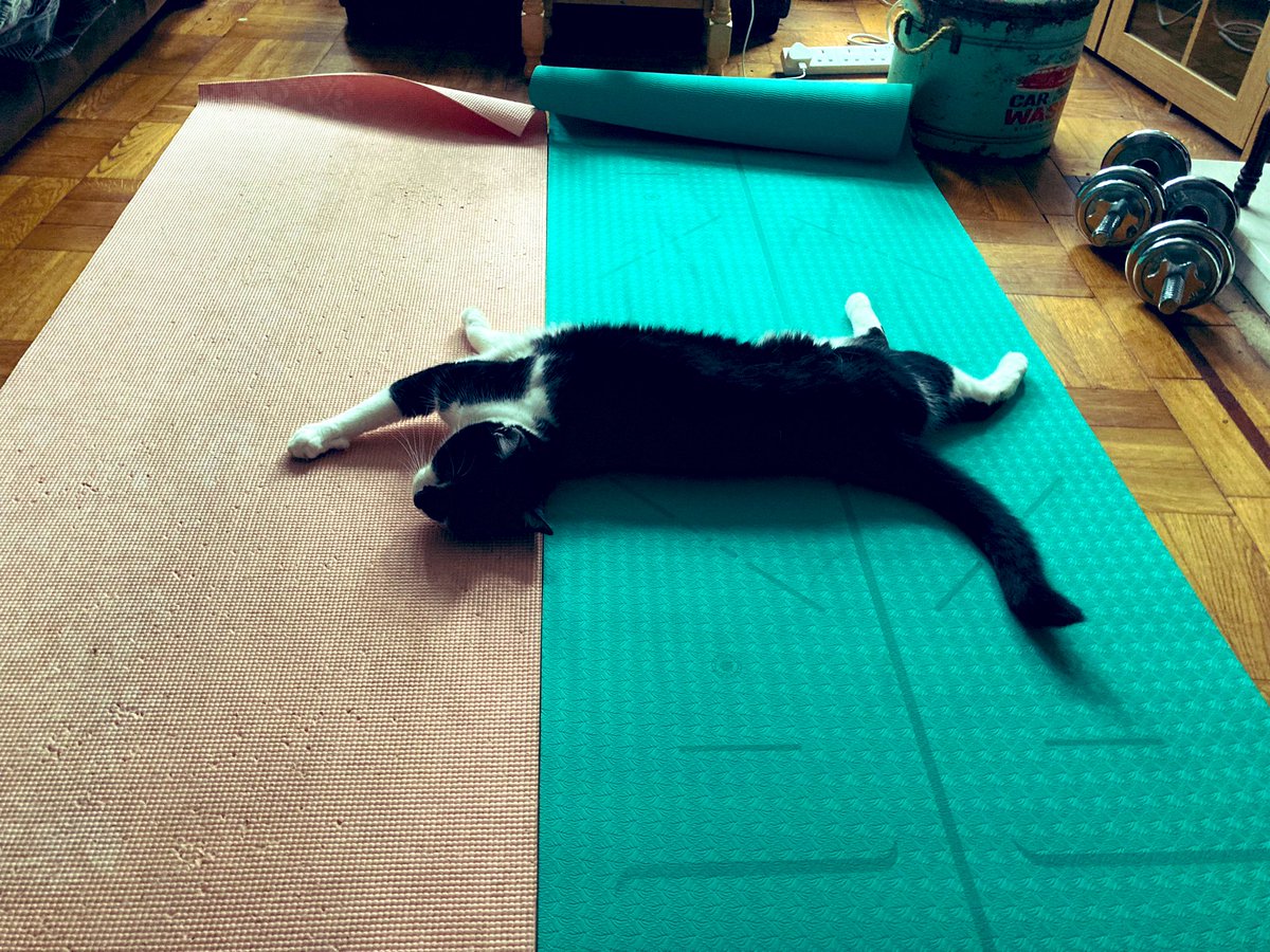WolfyFoxy3's tweet photo. Wolfy is extremely good at yoga, so much than he needs two mats to claw, not just the one 

he can downward cat just as good as Benji @yogawithadriene https://t.co/tWGfrTqFw8