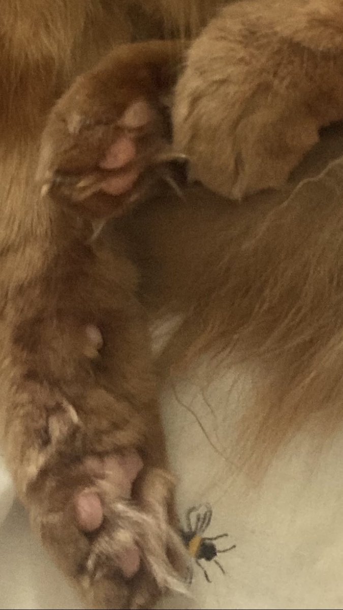 WolfyFoxy3's tweet photo. Be the floof you wish to see in the world https://t.co/v18xMOilAS