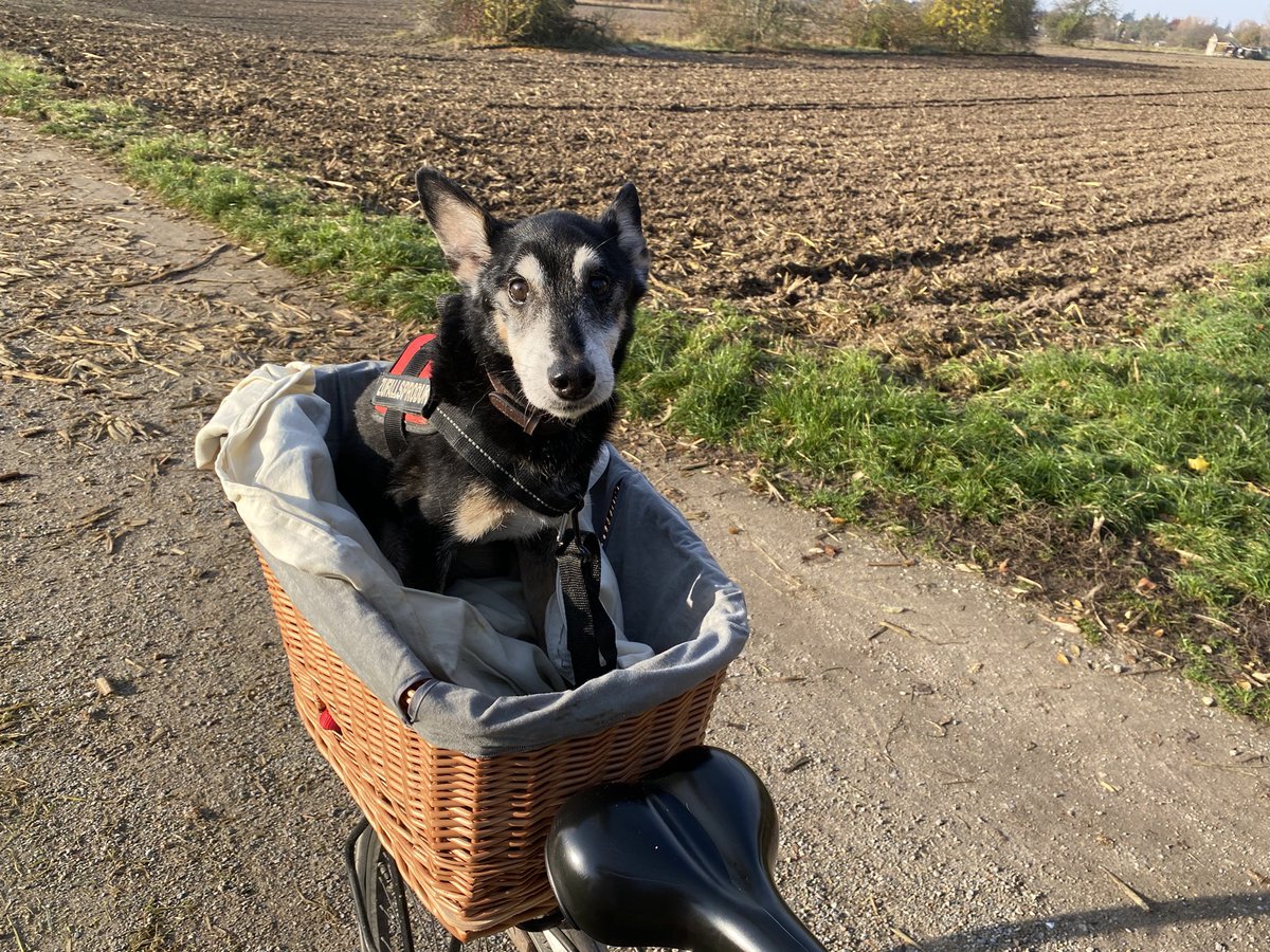 ElenorAvelle's tweet photo. Flauschigen Mittwoch. Alltagserleichterung für alte Knochen. #ElenorsFellnasen #GrumpyOldDog #Terrier #LukasCam #TwitterRudel #DogContent https://t.co/IwCAqGbJp7