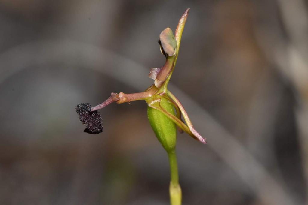 JoeySantore's tweet image. It's incredible - the number of Australian terrestrial orchid species that not only visually mimic insects with their labella (modified petals) but actually exude chemicals that mimic insect pheromones, too.  Here is one of them, Drakaea glyptodon. How many times did this evolve?