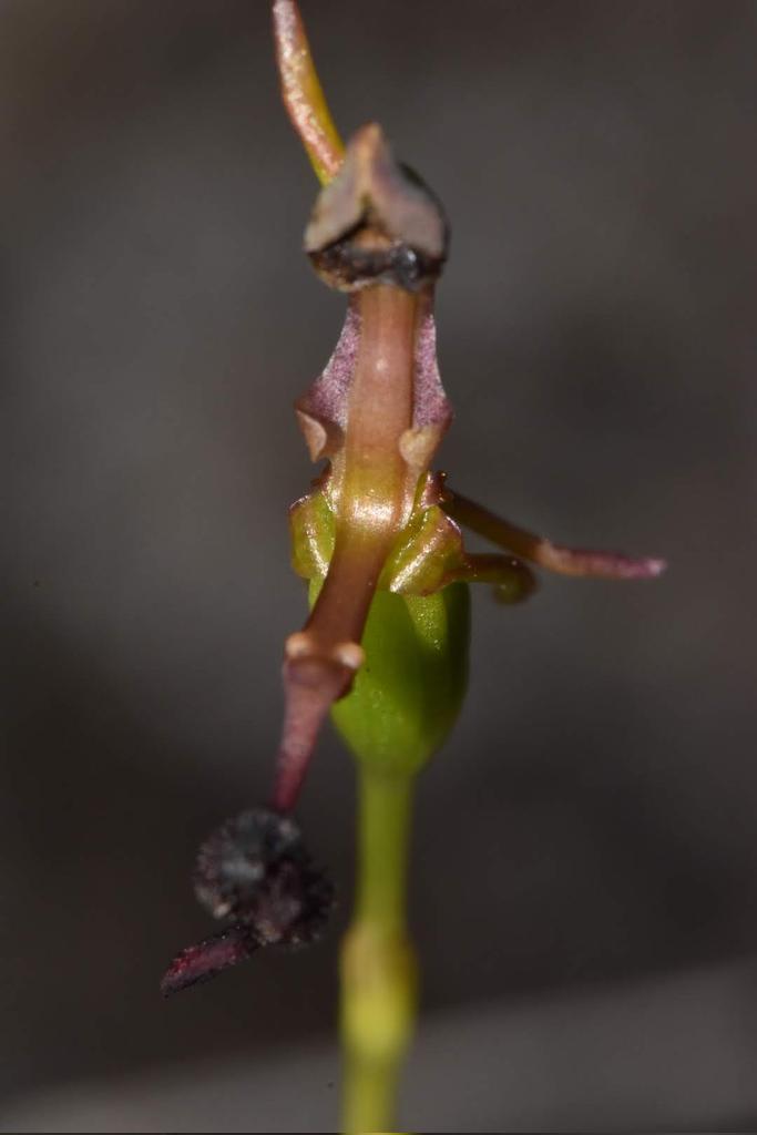 JoeySantore's tweet image. It's incredible - the number of Australian terrestrial orchid species that not only visually mimic insects with their labella (modified petals) but actually exude chemicals that mimic insect pheromones, too.  Here is one of them, Drakaea glyptodon. How many times did this evolve?