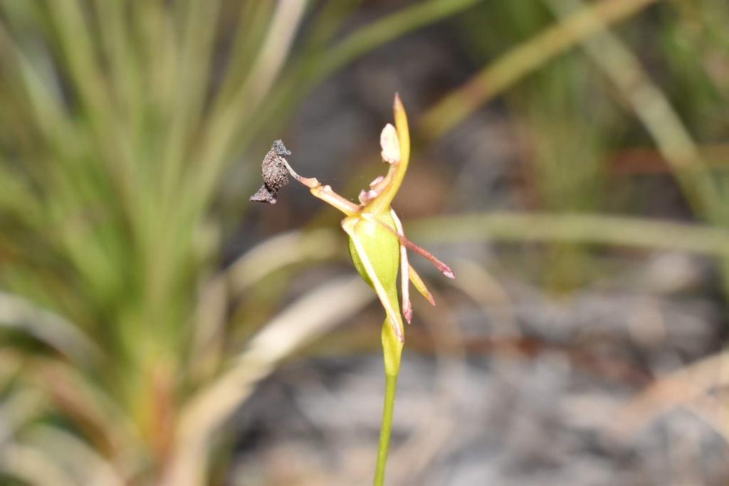 JoeySantore's tweet image. It's incredible - the number of Australian terrestrial orchid species that not only visually mimic insects with their labella (modified petals) but actually exude chemicals that mimic insect pheromones, too.  Here is one of them, Drakaea glyptodon. How many times did this evolve?