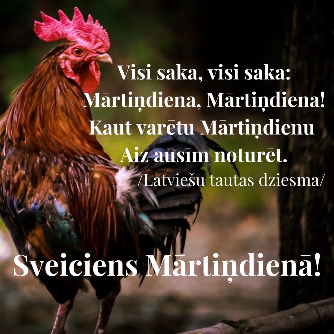 Sveiciens Mārtiņdienā! 🍁🐓
Mārtiņi iezīmē rudens beigas un ziemas sākumu.🍂❄️
Ticējumi vēsta, ka silta un slapja Mārtiņdiena vēsta par baltiem Ziemassvētkiem! 🌨️🎄
Lai visiem priecīga un gaiša Mārtiņdiena! 😊