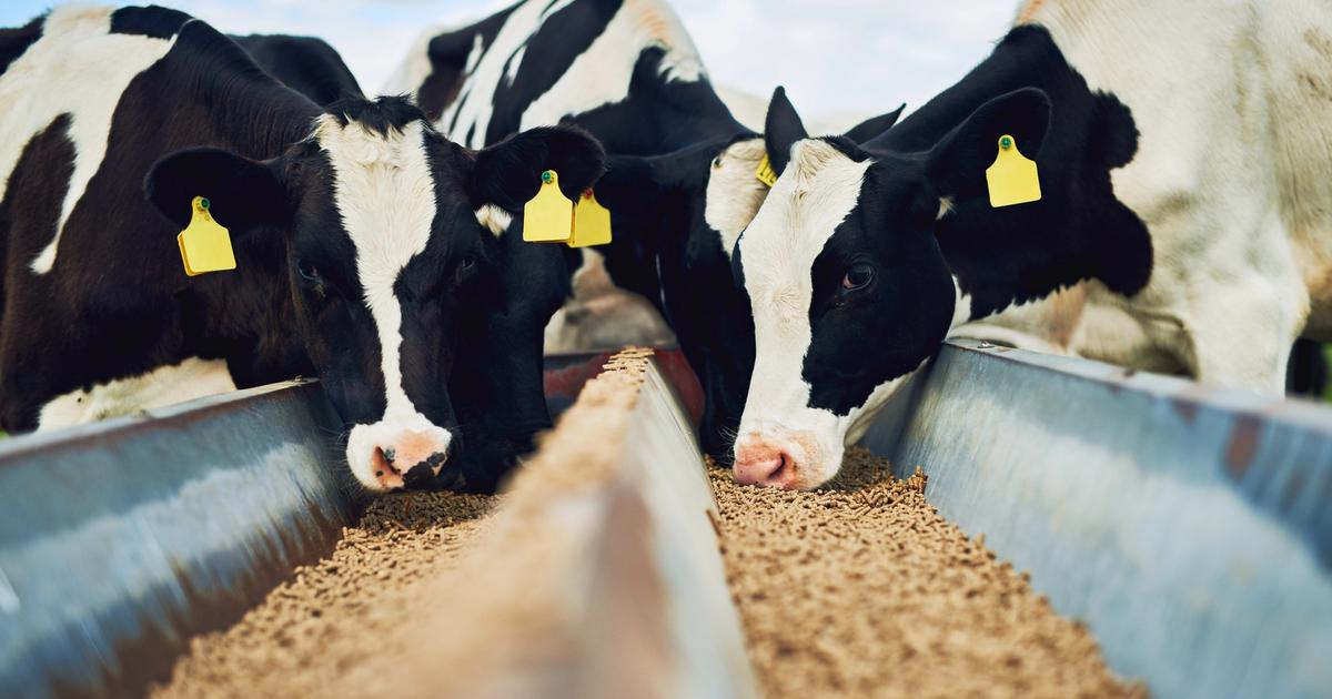 The EU’s due diligence plans fail to account for over half its deforestation risk from soy imports due to the exclusion of animal feed. 

Read our latest insight here: ow.ly/fGpS50GJFWZ