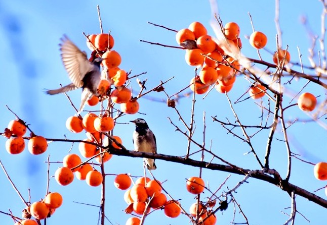 SpotlightBJ's tweet photo. 🦅🍂📯🧡Happy Wednesday! We do love these colorful &amp; wintry images of #Ditan Park, #Dongcheng district of #Beijing. 

What do you like to do in city parks in #winter?😎🤣 [📷/IC] #SpotlightBeijing #LovingBeijing #BeijingLandmarks https://t.co/MIF9n5tXx3