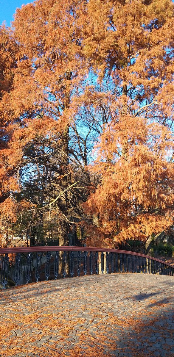 andreeap0pescu's tweet image. Chilly mornings 
#timeformyself #morningruns #recharge #autumncolours #bluesky #justbreathe #natureconnection