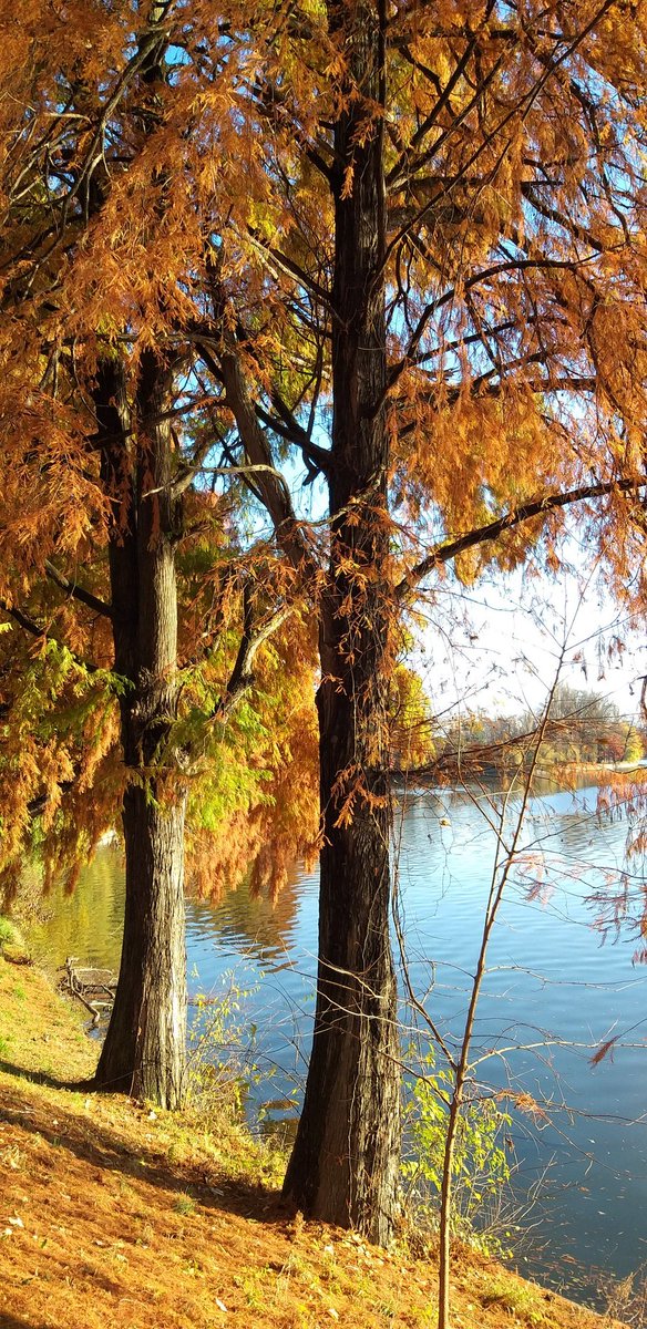 andreeap0pescu's tweet image. Chilly mornings 
#timeformyself #morningruns #recharge #autumncolours #bluesky #justbreathe #natureconnection