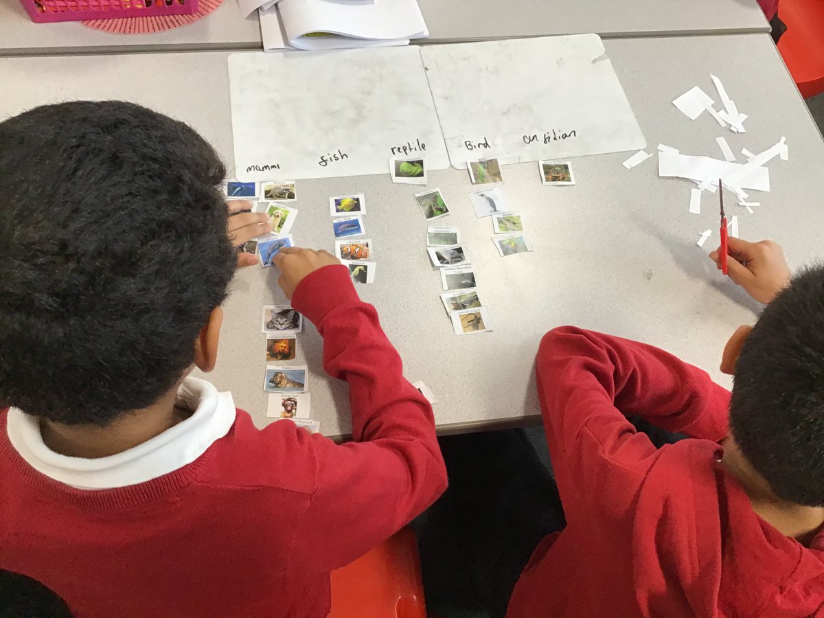 MrsHillWMPA's tweet photo. We love #identifyingandclassifying in year 6. Today we’re using our prior knowledge to classify different animals @kestrelmead #lovescience #curiosity https://t.co/nyf57lT08U