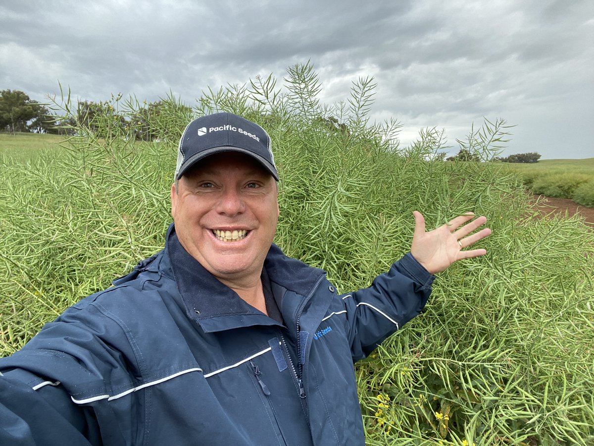 CaptainCanola's tweet photo. "GINORMOUS" Plots of Hyola 970CL (est 6t/ha) today - #Hyola Innovation Technology site - Phenology, Winter GnG and Systems Technology Trials, Wallendbeen NSW. Good luck with Monster harvest @ResearchAgro72 @kalyx_australia @schilgee @mitch_dwyer @PacificSeeds @DavidTabah @hurgl1 https://t.co/Y0BHkYBKYU