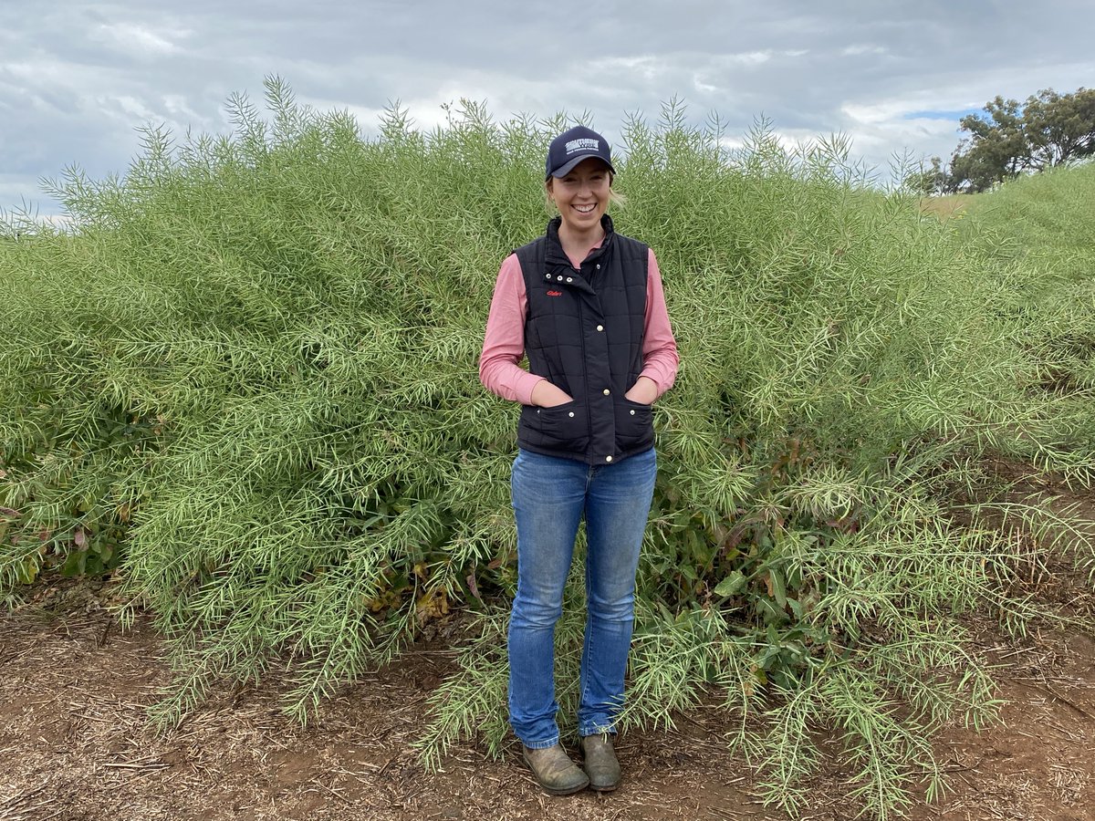 "GINORMOUS" Plots of Hyola 970CL (est 6t/ha) today - #Hyola Innovation Technology site - Phenology, Winter GnG and Systems Technology Trials, Wallendbeen NSW. Good luck with Monster harvest <a href="/ResearchAgro72/">Rob Presser</a> <a href="/kalyx_australia/">Eurofins Kalyx</a> <a href="/schilgee/">iKarl iSchilg</a> <a href="/mitch_dwyer/">Mitch Dwyer</a> <a href="/PacificSeeds/">Pacific Seeds</a> <a href="/DavidTabah/">David Tabah ("DT")</a> <a href="/hurgl1/">Tim Wilmshurst</a>
