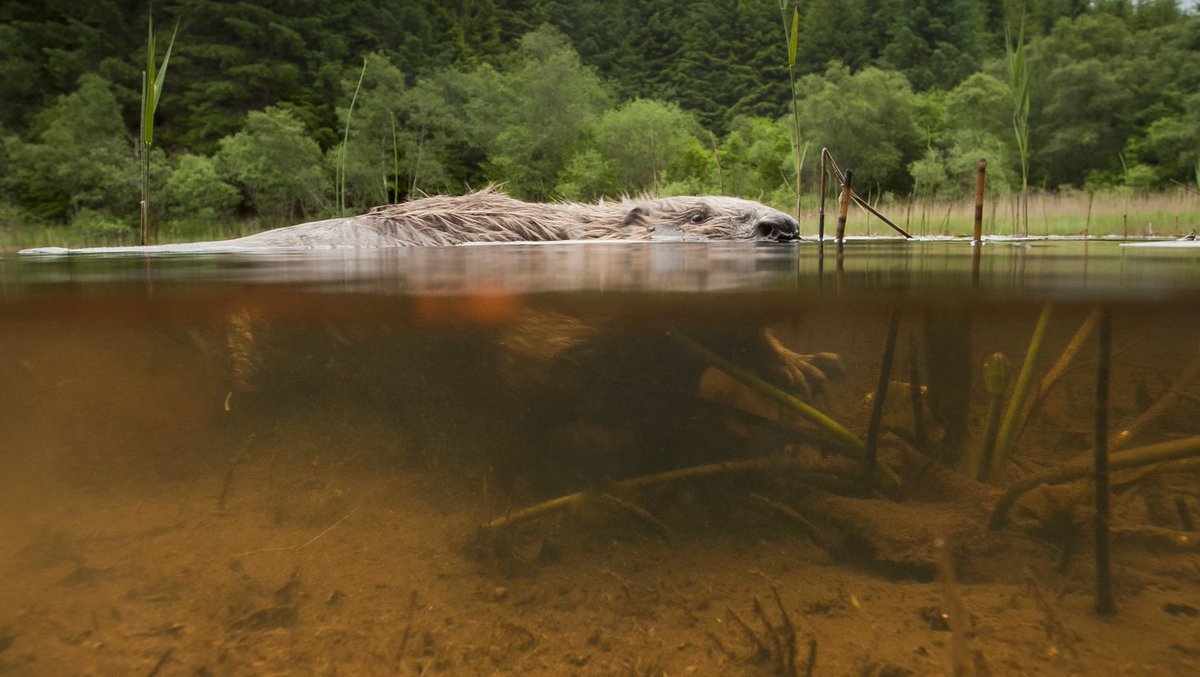 argatyredkites's tweet photo. 2/ Each of the beavers will be relocated from areas of prime agricultural land in Tayside where lethal control licences have been issued. #movedontkill @treesforlifeuk @james_nairne @silvbee @RSPBScotland @Bob_Elliot @royhdennis @gow_derek @PCairnsPhoto https://t.co/hgsSoFZHoV