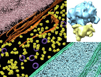 EMDB_EMPIAR's tweet photo. #GoTeamTomo! EMPIAR-10302 (https://t.co/DnXy3L2WJd) introduces "VHUT-cryo-FIB, a method to fabricate frozen hydrated lamellae from tissue specimens for in situ cryo-electron tomography" (https://t.co/DPdKbvghN3) published @JStructBiol by Fei Sun et al @UCAS1978. #EMDB_EMPIAR https://t.co/9XYjIkJXGx
