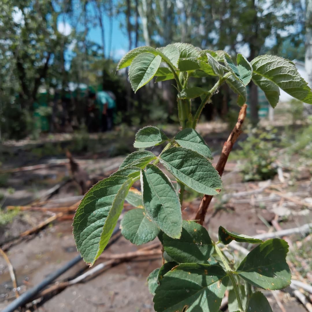WillkakutiSR's tweet image. #Willkakuti🌞 continúa trabajando en los canteros de aromáticas del espacio que nos comparte @discapacidad_sanrafael . Se asoman los brotes de las flores 🏵️🌼  y la albahaca .
#programadeautonomiaalimentaria 
#plandeemergenciaalimentaria 
#tumunicipio