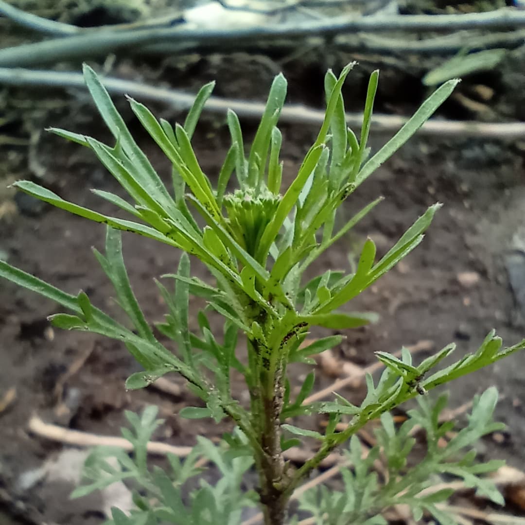 WillkakutiSR's tweet image. #Willkakuti🌞 continúa trabajando en los canteros de aromáticas del espacio que nos comparte @discapacidad_sanrafael . Se asoman los brotes de las flores 🏵️🌼  y la albahaca .
#programadeautonomiaalimentaria 
#plandeemergenciaalimentaria 
#tumunicipio