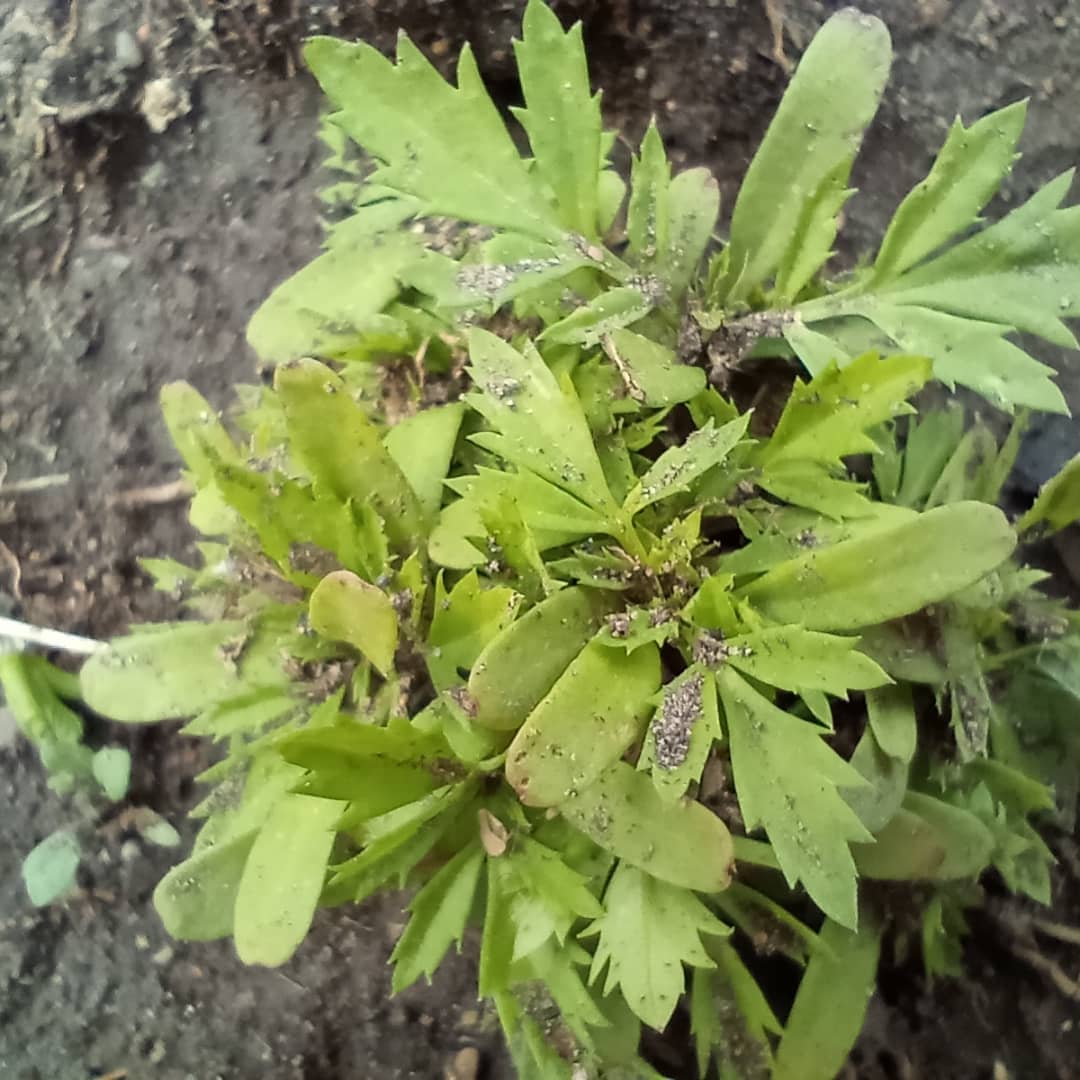 WillkakutiSR's tweet image. #Willkakuti🌞 continúa trabajando en los canteros de aromáticas del espacio que nos comparte @discapacidad_sanrafael . Se asoman los brotes de las flores 🏵️🌼  y la albahaca .
#programadeautonomiaalimentaria 
#plandeemergenciaalimentaria 
#tumunicipio