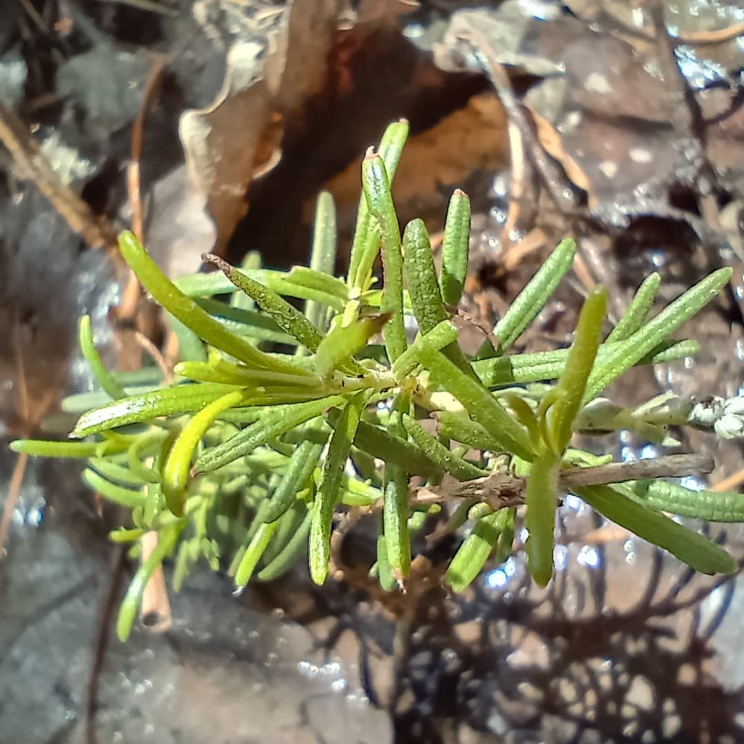 WillkakutiSR's tweet image. #Willkakuti🌞 continúa trabajando en los canteros de aromáticas del espacio que nos comparte @discapacidad_sanrafael . Se asoman los brotes de las flores 🏵️🌼  y la albahaca .
#programadeautonomiaalimentaria 
#plandeemergenciaalimentaria 
#tumunicipio