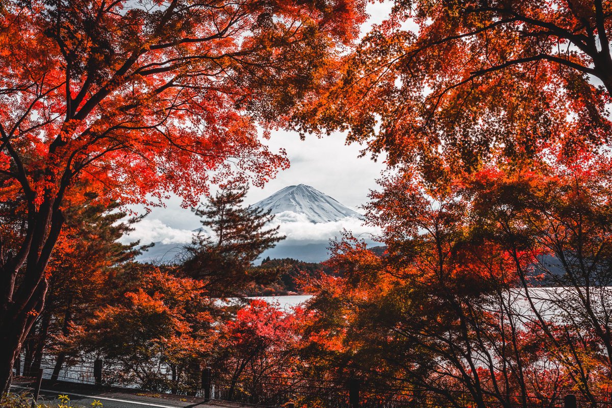 NaotoTAKAHASH11's tweet photo. 紅葉と富士、燃ゆる秋。 https://t.co/UnXVcw3FAP