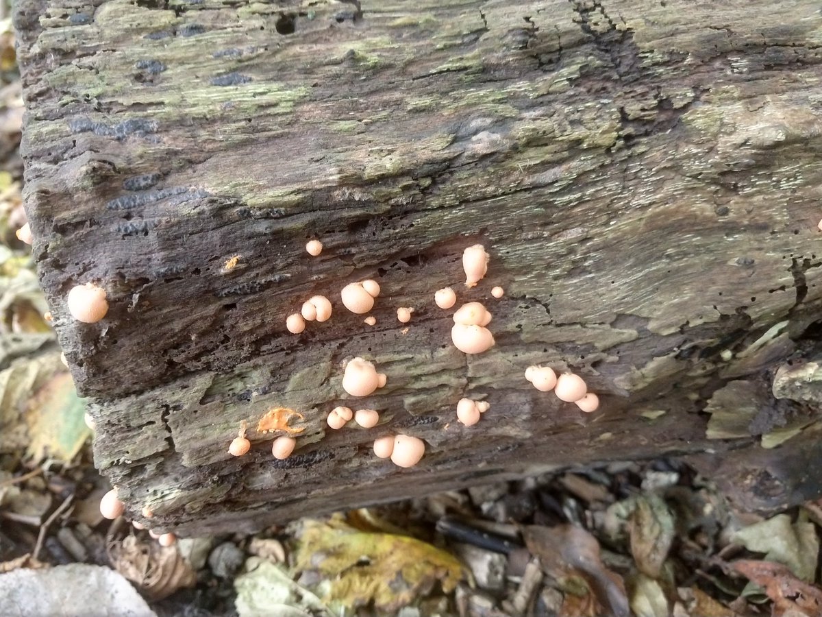 Pritt's tweet photo. Gewone boomwrat #herfst #prittbos https://t.co/xumkKJr9kj