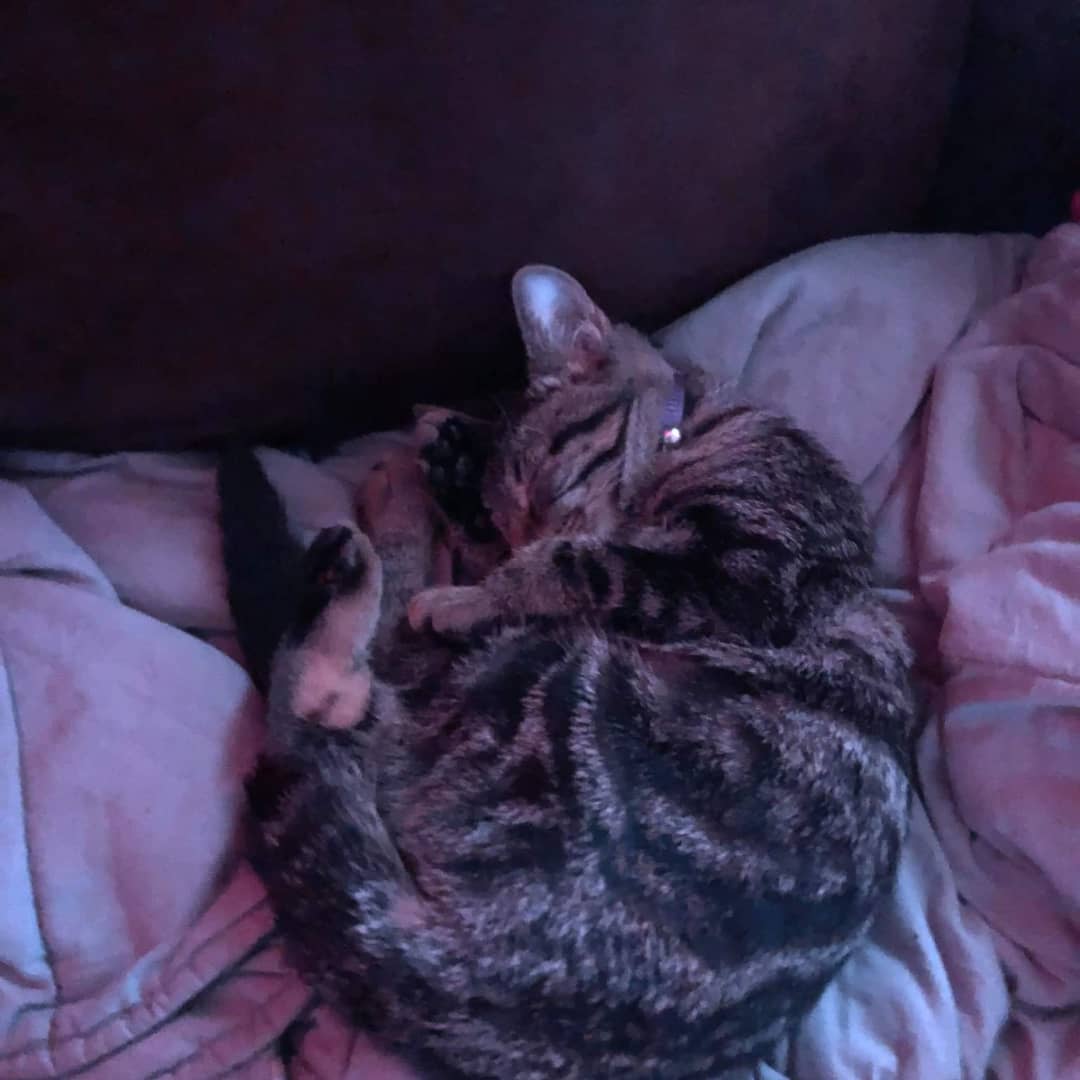 darkmagicans08's tweet photo. I love these 2 so much I want to share Nora and eevees pic of their 1st day and thier 1st sleep and they make my life so amazing :) #wholesome #awww #bestfriend #bestcat #cat #kitten #Nora @sorua125 @GenkiReload @AlmostSerious @DreamyDarkWitch @averyjbyrd and plz retweet this https://t.co/ck5xn4gqno