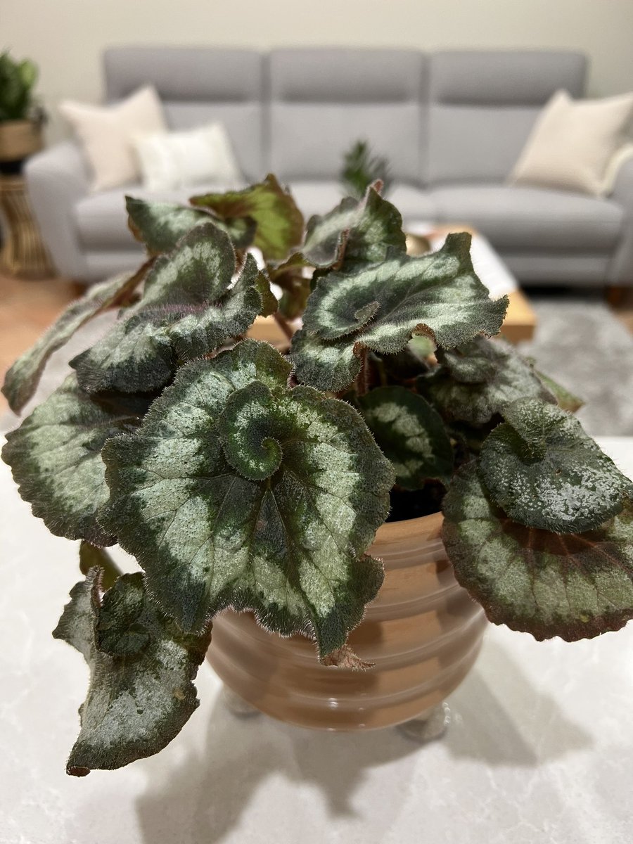 ErikaMonika123's tweet photo. This brings me joy 🤩 
#HouseplantHour #planttwitter https://t.co/r6QntcwQyC