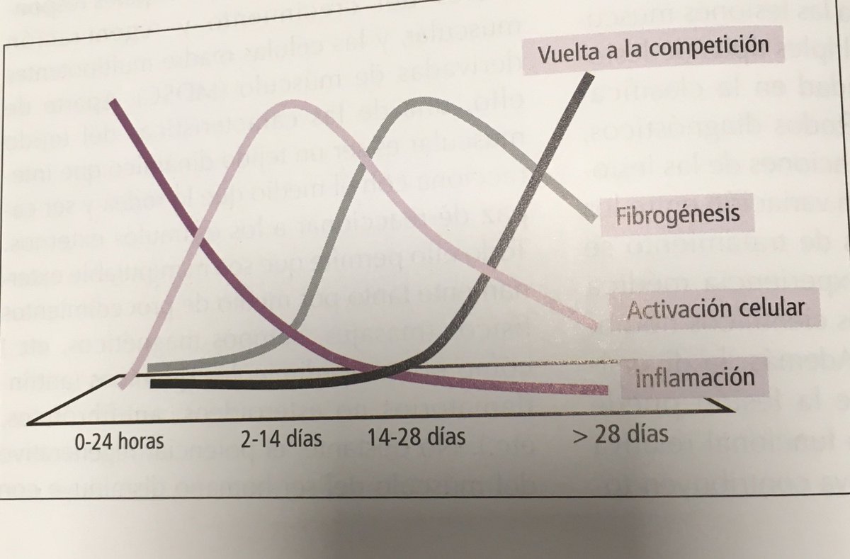 PakoMonteagudo's tweet photo. Nos empeñamos en querer ir en contra de la biología. Tengo que recordar esto cuando me hablan de recortar tiempos con diferentes técnicas para una lesión muscular. Si encima afecta al tendón pues…
Vía lesiones musculares en el deporte @carlespedret @Dr_Ramon_Balius https://t.co/yvnWGhCWgo