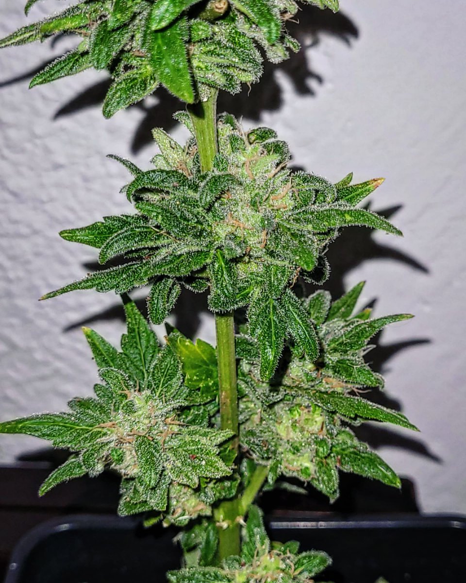 Sophie_MJ's tweet photo. 🧿☀️GOOD MORNING ☀️🧿
#AutoColoradoCookies 🍪💚
@GreenbudSeeds @Apez140 @INMAQ16
.
La primera auto fuera de temporada 100% exterior que se va al sistem ritual💫pre-corte.
❗Flipaló🔥❗
Maceta 3.5L
.
#Greenbudseeds #AdrycsCove #auto #exterior
#LaSofiJardinera👩🏼🌾🍪 https://t.co/ptAMCXDc76