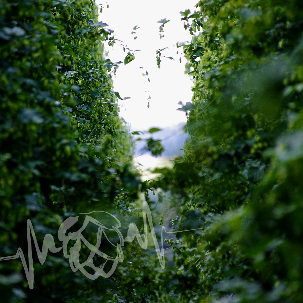 BarthHaasX's tweet photo. We want to see your hop photos! Tag us in your favourite picture and fill your feeds with hops π #hops #hopfields #crafthops #craftbrewers #brewing #hopwednesday https://t.co/r8AcDRONWr