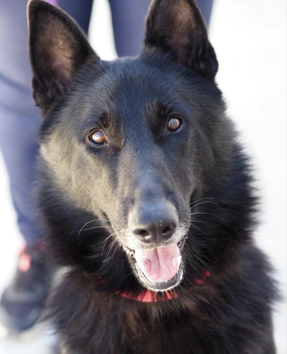 Rand tiene 3 años, es un perrito muy noble, simpático y cariñoso.
Se encuentra en @protectora_lamadrilena
Te gustaría darle un hogar? Comparte y difunde
#AppAdoptMe #AdoptMe #adopcionresponsable #adopcion #adopta #app #adoptanocompres #gata #cats