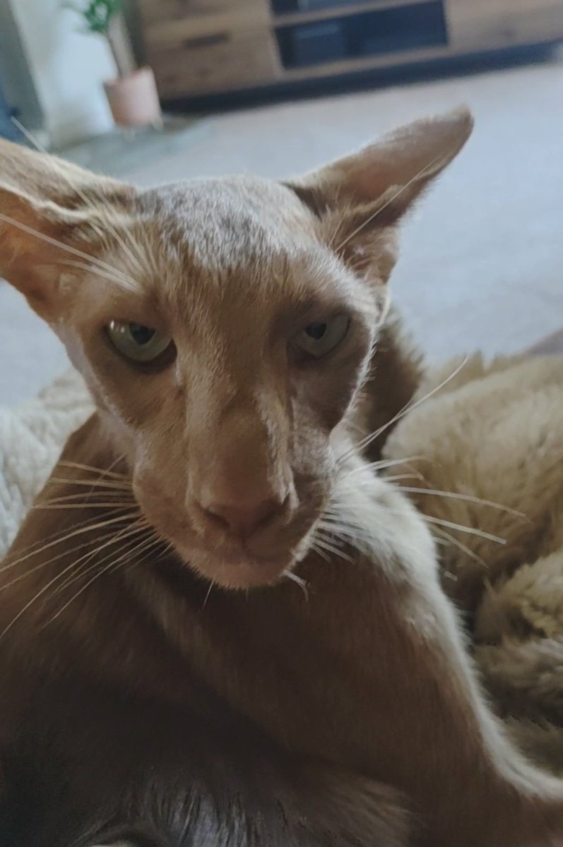 jolenehunter's tweet photo. And where do you think your going?? #OffToWork #WheresWalter🐒 #JudgingCat #CatsOfTwitter #catsofinstagram @Diablo_Siamese https://t.co/f6mm4oStjJ