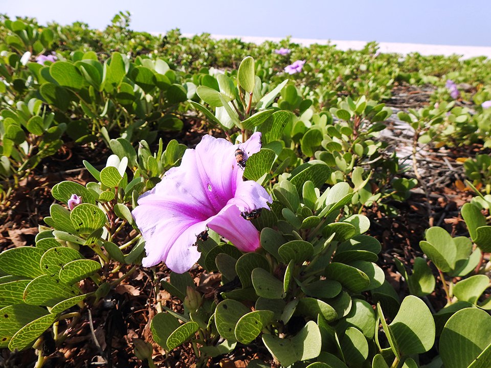 OmanNewsAgency's tweet photo. محمية خور صلالة - التي يشرف على إدارتها مكتب حفظ البيئة بديوان البلاط السلطاني- تمتاز بإطلالة على بحر العرب راسمة منظرا جماليا طبيعيا وسط الأحياء السكنية وتعد المحمية محطة رئيسية لعشرات الأنواع من الطيور الزائرة خلال فصل الشتاء، وللنباتات والأسماك.

#العُمانية https://t.co/DNVmedKT2g