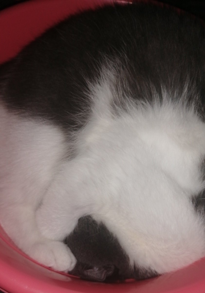 kedy coregi olmusdum