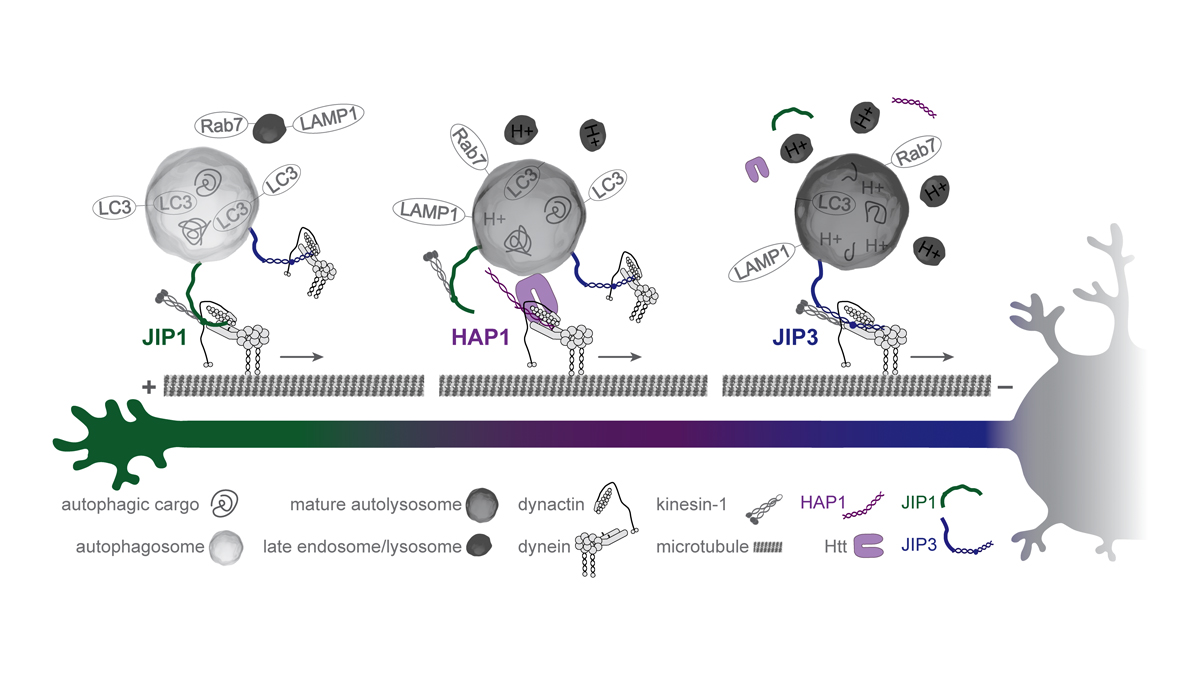 JCellBiol's tweet image. .@sydneyecason, @ErikaHolzbaur and colleagues show that sequential #dynein effectors regulate axonal autophagosome motility in a maturation-dependent pathway. bit.ly/3mCVvNs

From our collection Cellular Neurobiology 2021: bit.ly/3nTHfiC
#SfN21