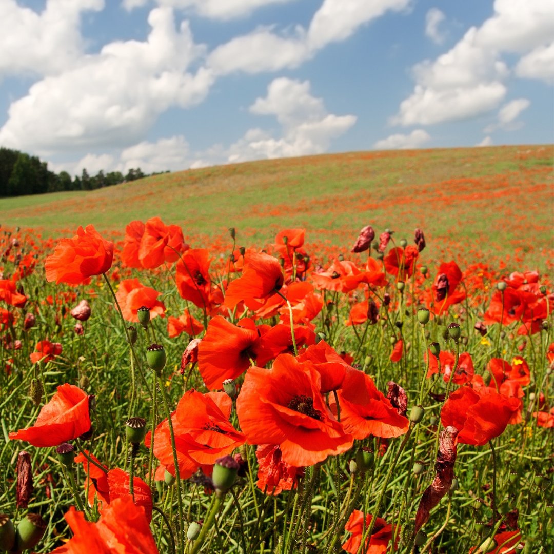 dfc_plc's tweet photo. #CdnDairy farmers join all Canadians today in honouring those who served our country and remembering those who made the ultimate sacrifice in the name of our country. #LestWeForget https://t.co/vcjNEGQjjJ