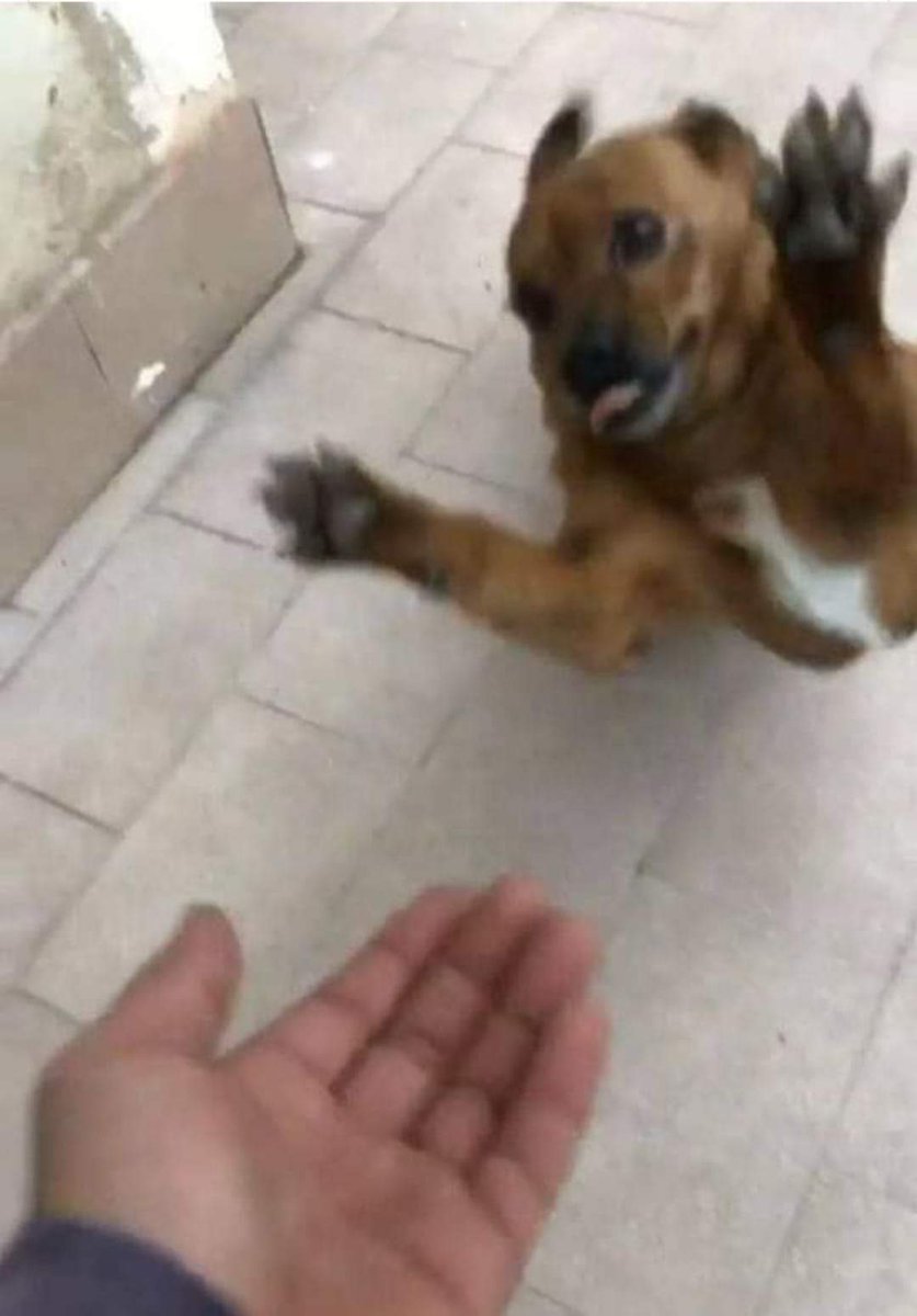 "ninguém te ama"

Meu cachorro quando eu chego em casa