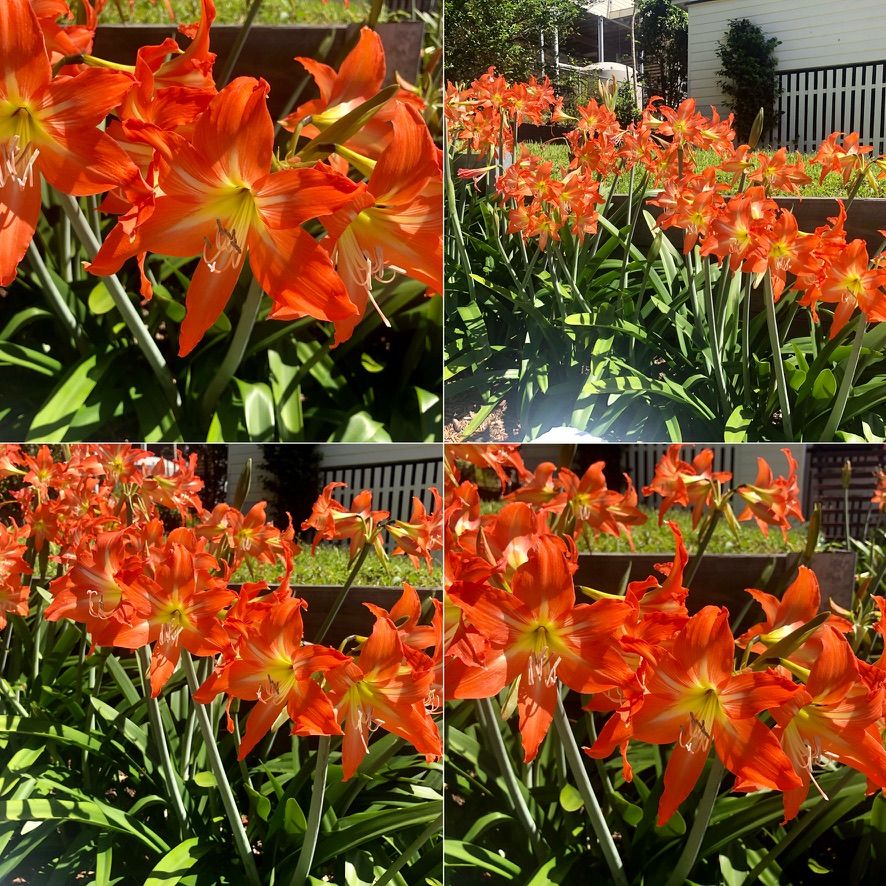 TexanInOz's tweet photo. Look at these amazing bright orange Hippeastrum puniceum (common name Amaryllis) The were absolutely glowing. 
#orangeflower #Garden #flowers #bulbs #Amaryllis #hippeastrum https://t.co/lwnGMDdTQ6