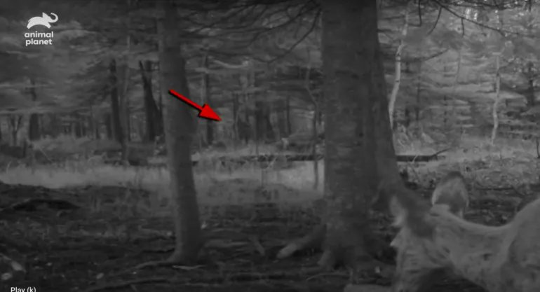 WonkyTimes's tweet photo. Hunter Claims He Filmed Bigfoot With Hidden Cameras. 
ARTICLE: https://t.co/uHQcUkqZ32
#bigfoot #sasquatch #wonky https://t.co/33Qwz6c6Ux
