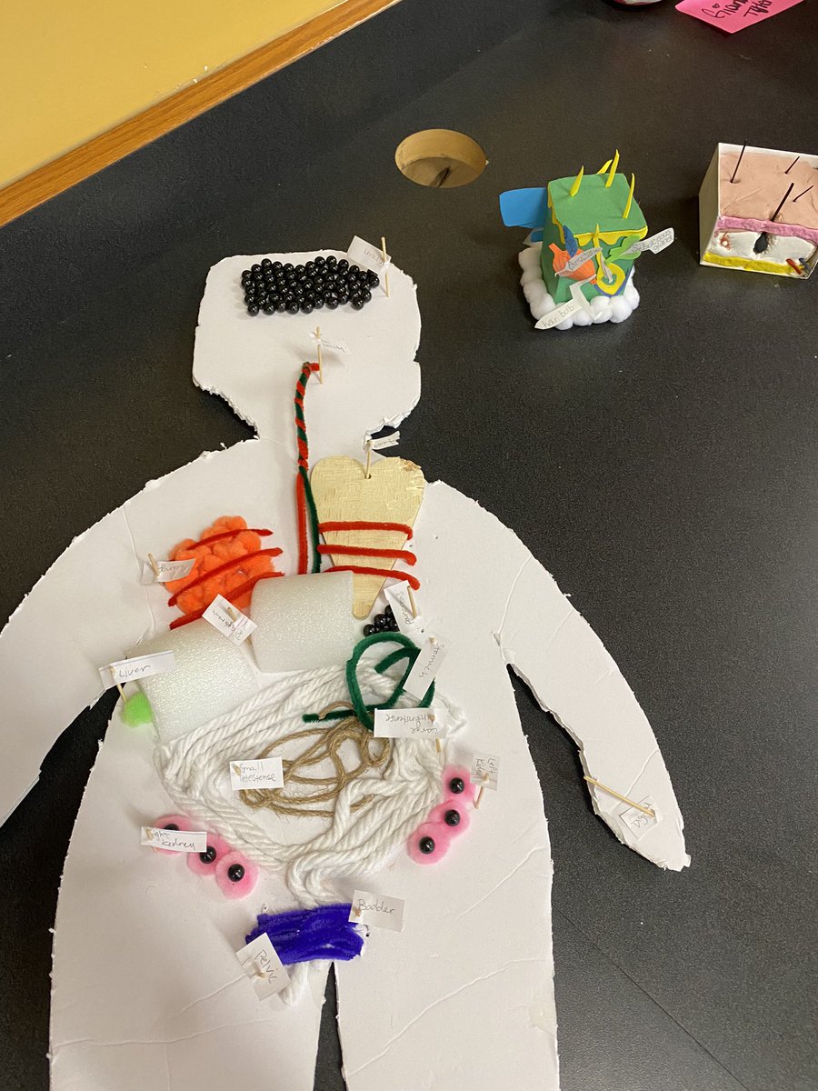 KatelynLeitner1's tweet photo. Check out the amazing projects done by Ms. Liddle’s Biology and Anatomy students at KFHS! The detail is impeccable! 🫀🧬 #scienceinspires #BuildingTheBestSPS https://t.co/TwRk0V9TIS