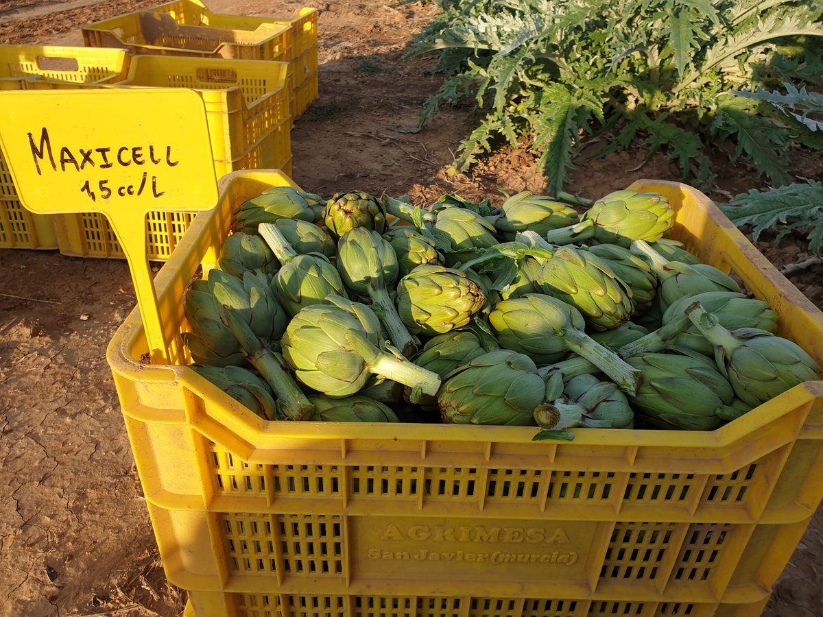 Edalife_'s tweet photo. Seguimos con la campaña de #alcachofa 🥬🥬🥬
#MAXICELL, para el desarrollo y crecimiento la planta, es el secreto de esta caja espectacular🤩
MAXICELL es un inductor de la división y diferenciación celular🧫🔬
➕ℹ https://t.co/jwbMcitP26
#medioambiente #suelosagricolas https://t.co/D7M249b1RT