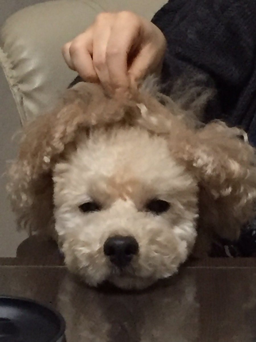 tocch09's tweet photo. 先日の　
#カツラ犬 https://t.co/aPTKdHJG0n