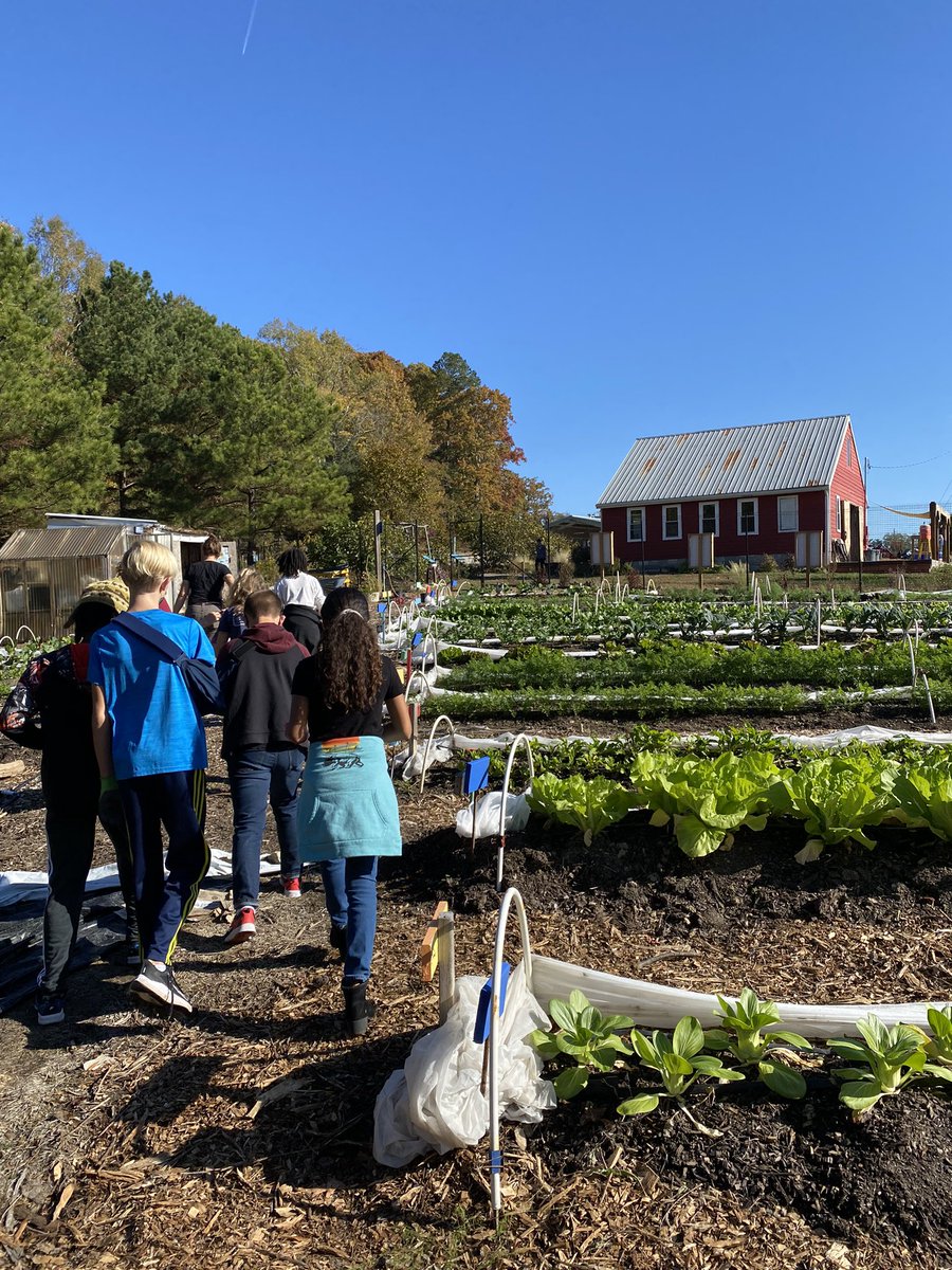 IgniteOnlineDPS's tweet image. Ignite! students are hard at work learning about composting, nutrients, and the life cycles of vegetables. #IgniteOutdoors is getting our hands dirty and learning sustainability.