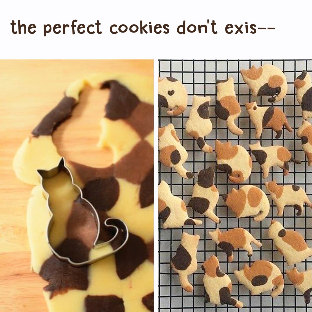 ColeTheBlackCat's tweet photo. YUM! 🍪 https://t.co/DBOMXriI96