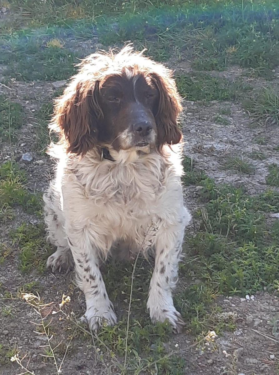 #SpanielHour Wednesdays 7-8pm CADI missing since 10/6/20 #STOLEN CADI IS AN ELDERLY #Spaniel the stress caused to CADI too….it’s heartbreaking Taken from FARM, #Llangristiolus #Bodorgan #LL62 WALES Female #ESS brown&wh/ bald patches on back CHIPPED doglost.co.uk/dog-blog.php?d…