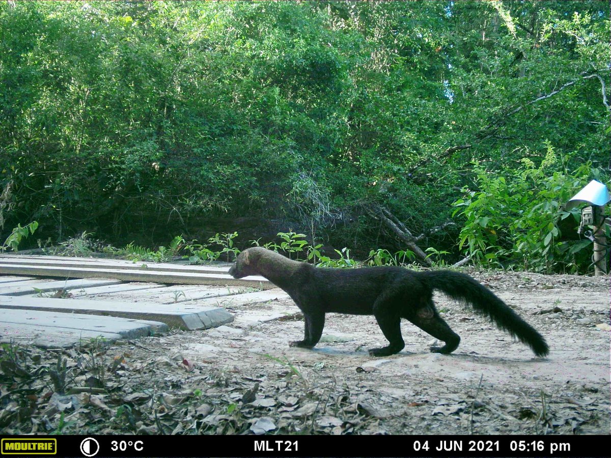 marcellajkelly's tweet photo. How about a #WednesdayWeasel anyone? Nice #tayra from #Belize (Hill Bank area). @whapavt @vt_fishwild https://t.co/zK8Cszzbpx
