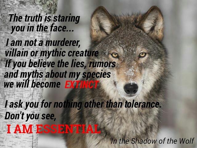 AEAllen27's tweet photo. Habitat loss & #climatechange are causing wildlife populations to become smaller/fragmented/isolated. Additional pressures such as hunting/trapping further reduce abundance, resulting in a cascade of negative outcomes @POTUS. Protect #AlexanderArchipelagoWolves @SecDebHaaland https://t.co/ZFEMgzAdAB