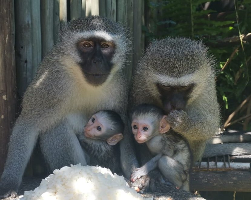 KalearahL's tweet photo. @donabuenaseda Martha and Gorgeous are wild monkeys that visit our garden, along with their babies. #VervertMonkey #ilovemonkeys #Durban #SouthAfrica https://t.co/jZnSk9Bukf